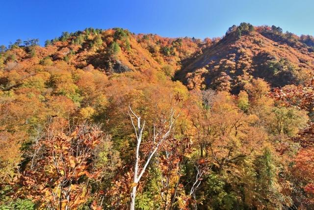 秘境奥会津の蜂の巣採取したスズメバチの抜け殻 - 雑貨